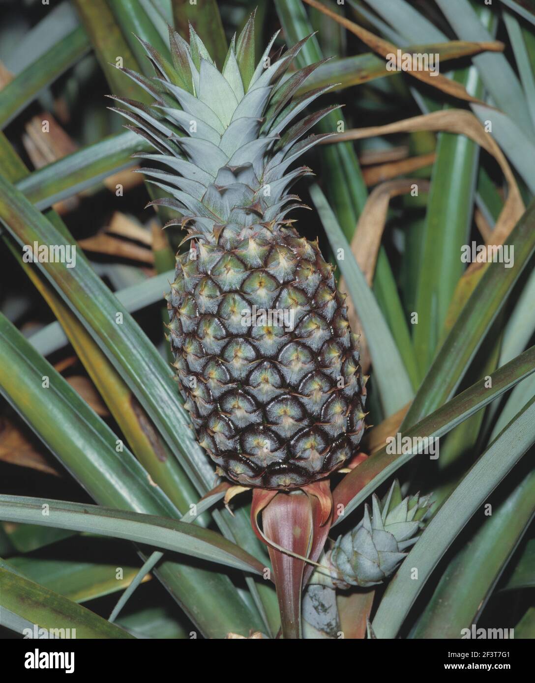 Landwirtschaft. Obst. Ananas anbauen. (Ananas comosus). Stockfoto