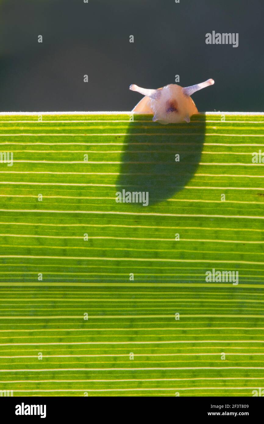 Kleine Schnecke, die um den Rand eines hinterleuchteten Blattes von schaut Gelbe Iris Stockfoto