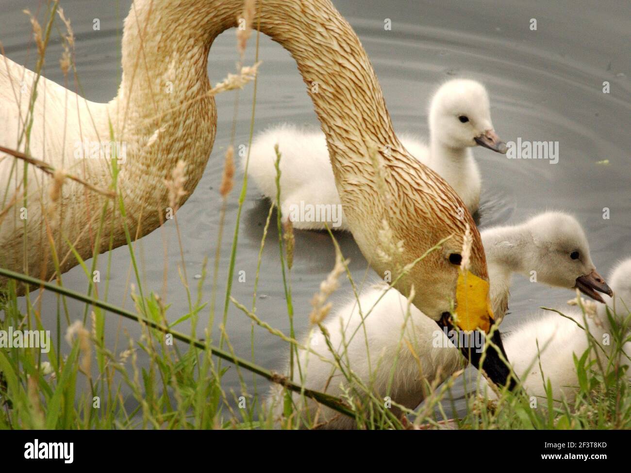 BEWICK SCHWÄNE MIT IHREM SYGNETS IM LONDONER FEUCHTGEBIET IN BARNES. Stockfoto