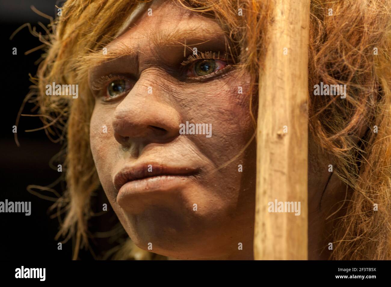 Lebensgroße Skulptur der Neandertalerin, MANN Madrid. Selektiver Fokus. Nahaufnahme des Gesichts Stockfoto