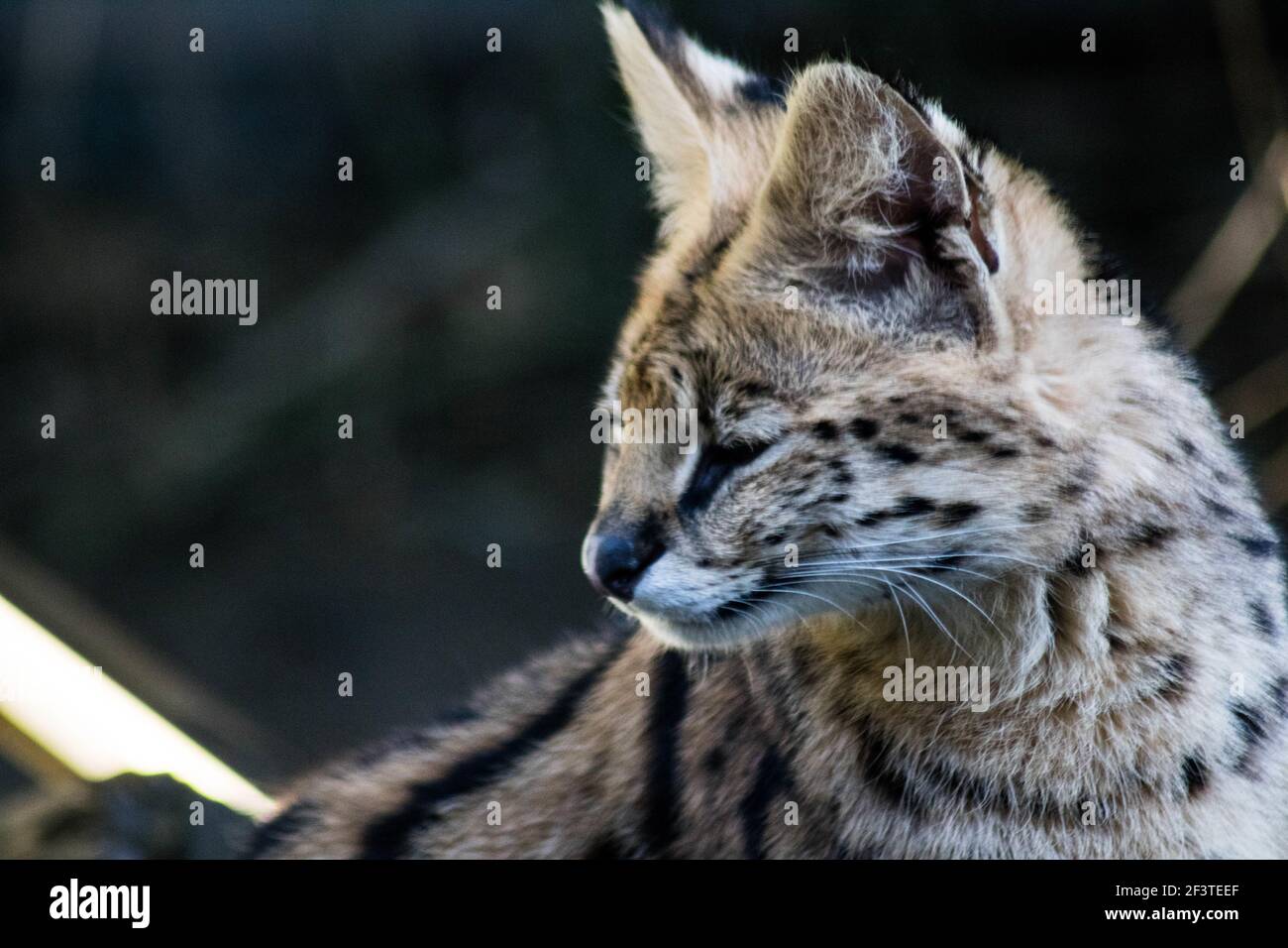 Nahaufnahme eines servalen wilden Katzengesichtes Stockfoto