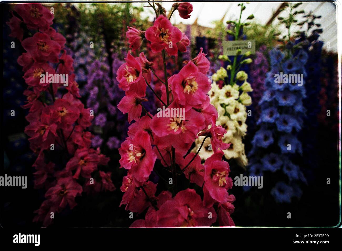 Blumen Chelsea Flower Show 1997 Stockfoto