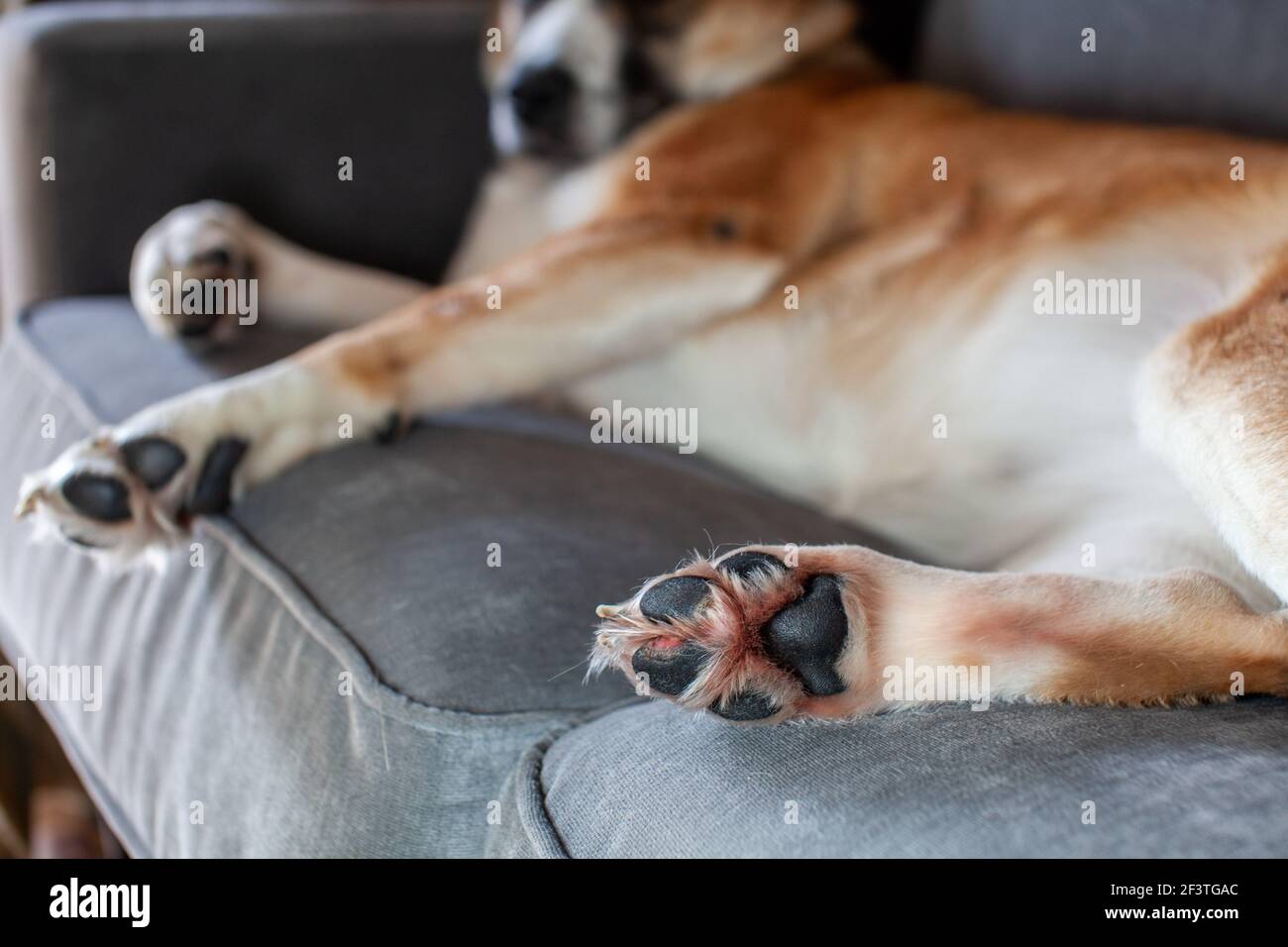 Ein St. Bernard Husky Kreuz hat eine schmerzhafte zerrissene Pfote Pad (Schnitt), und hat es geleckt, bis es rot, blutend und roh ist. Der Schnitt wird weiter aufgerissen Stockfoto