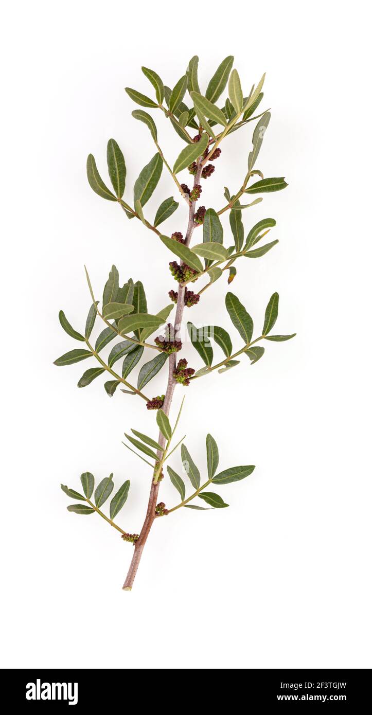 Pistazie (Pistacia lentiscus) Blüht im Buschland von Südfrankreich Stockfoto