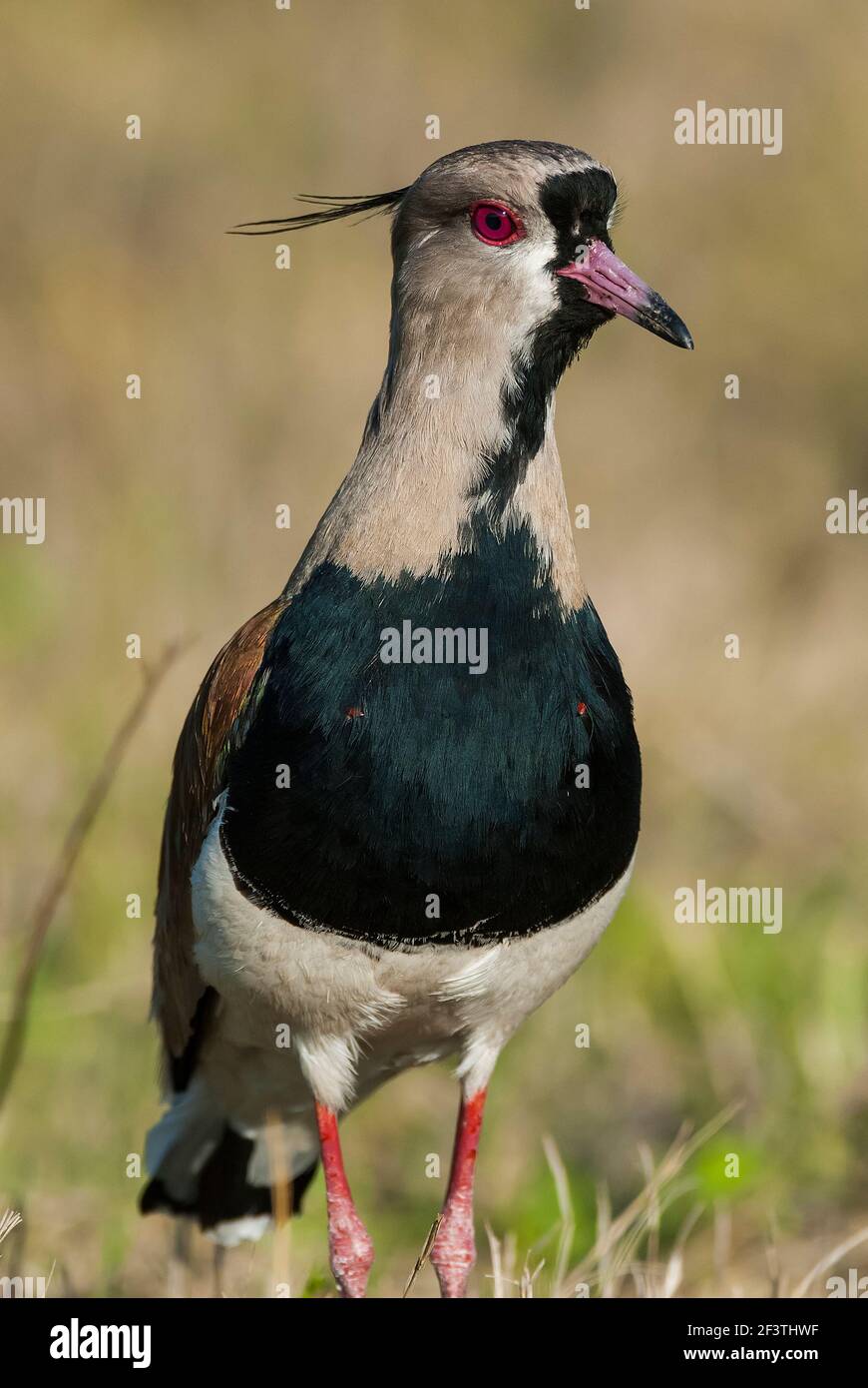 Südlicher Lapwing, Vanellus chilensis, in Grasland-Umgebung, Provinz La Pampa, Patagonien, Argentinien. Stockfoto