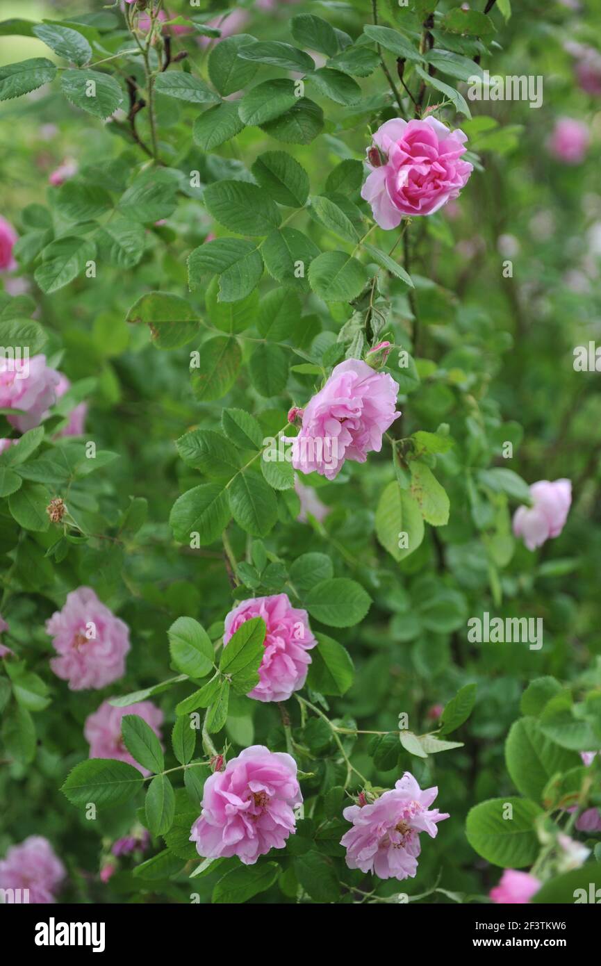 Hellrosa Damaszenrose (Rosa) Blush Damaszenblüte in einem Garten im Juni Stockfoto