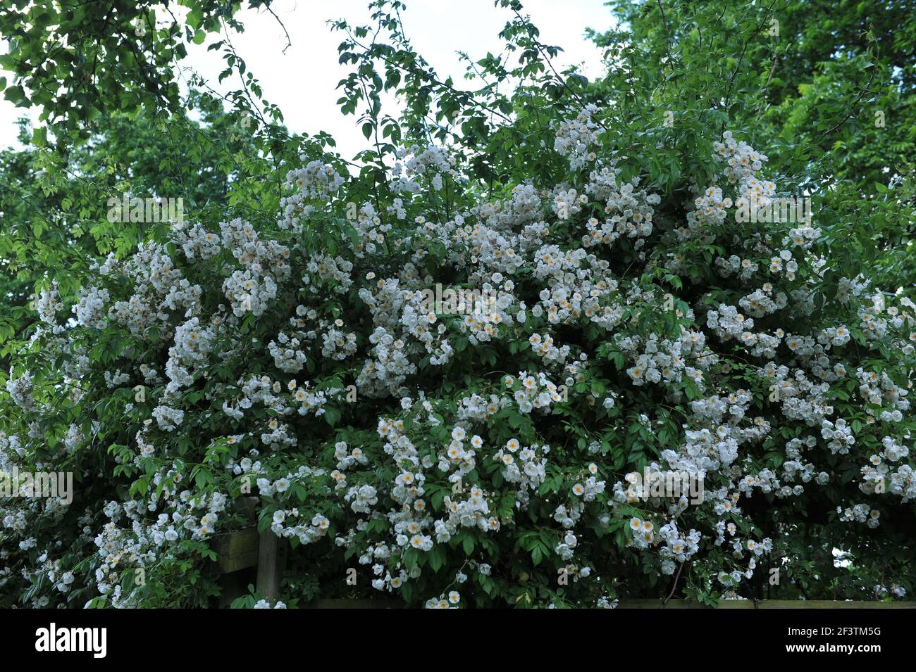 Weiße Hybride Wichurana Rose (Rosa) Bobbie James blüht auf einem Hölzerne Pergola im Garten im Juni Stockfoto