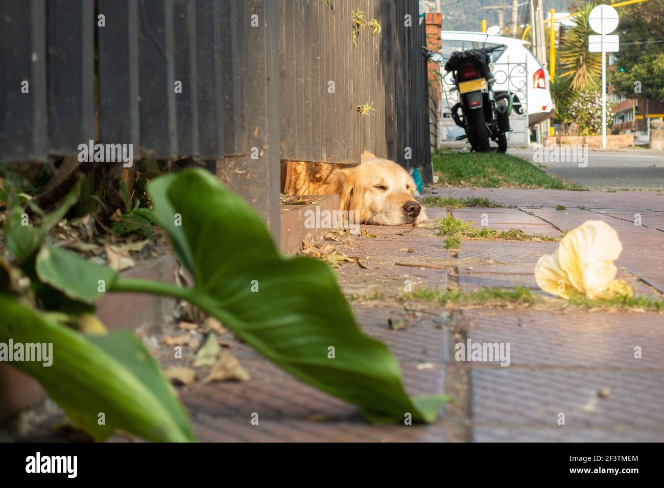 Der Hund dürstet nach Freiheit oder sucht den letzten Sonnenstrahl des Tages in Bogota, Kolumbien Stockfoto