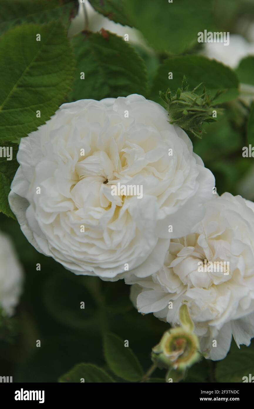 Weiße historische Damaszenrose (Rosa) Botzaris blüht in einem Garten Im Juni Stockfoto