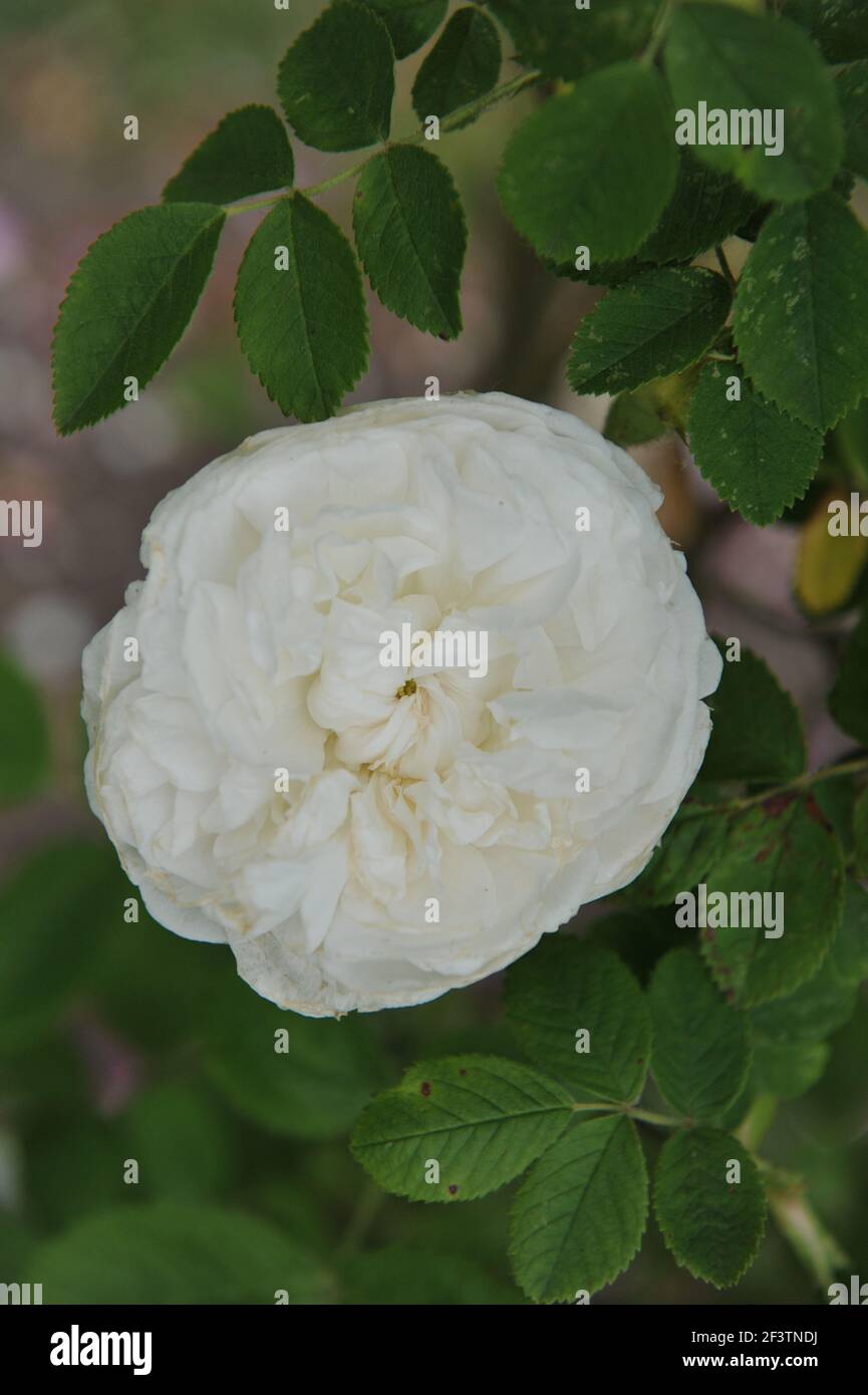 Weiße historische Damaszenrose (Rosa) Botzaris blüht in einem Garten Im Juni Stockfoto
