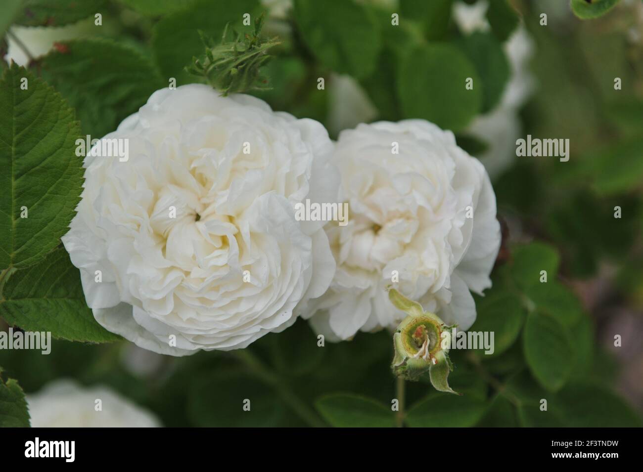 Weiße historische Damaszenrose (Rosa) Botzaris blüht in einem Garten Im Juni Stockfoto