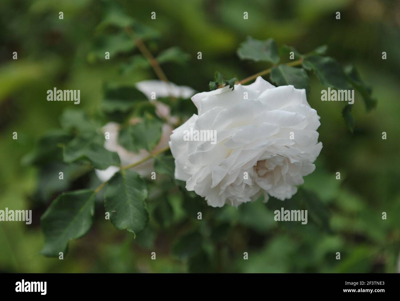 Weiße historische Noisette Rose (Rosa) Boule de Neige blüht Ein Garten im Mai Stockfoto