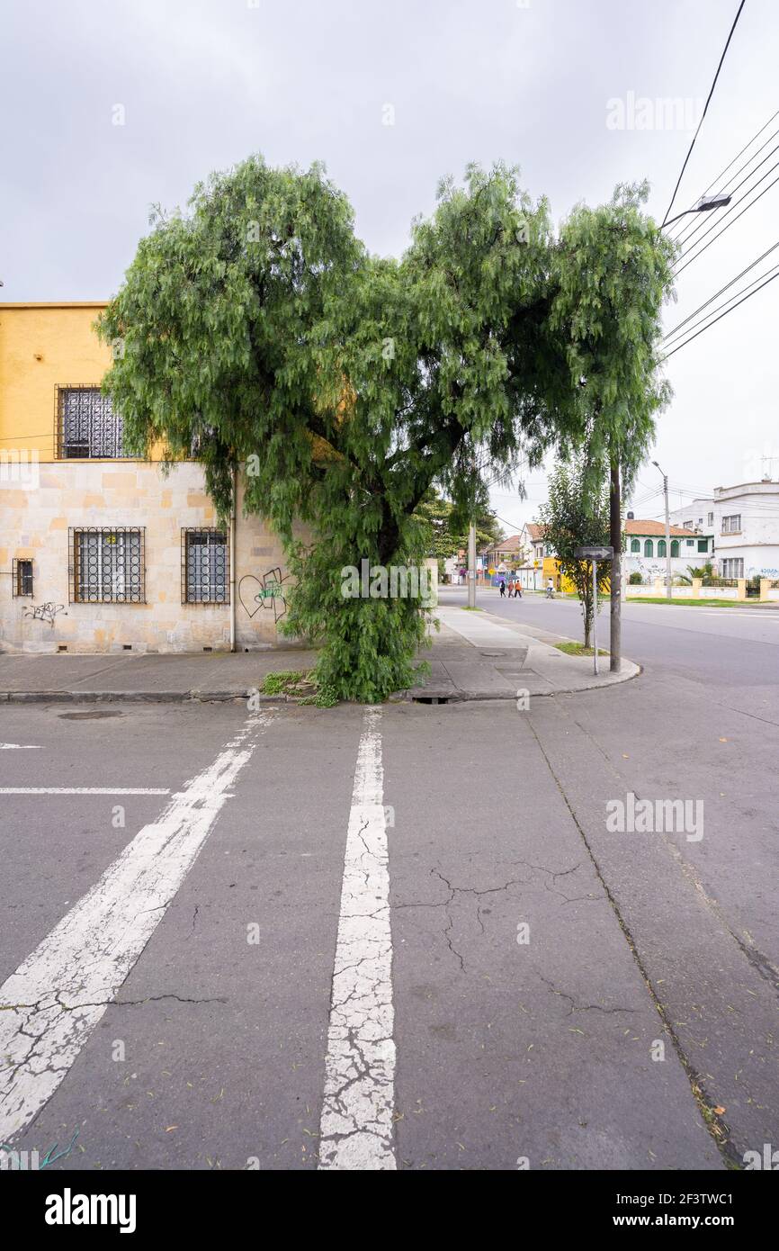 Herzförmiger Baum in Bogota Kolumbien Stockfoto