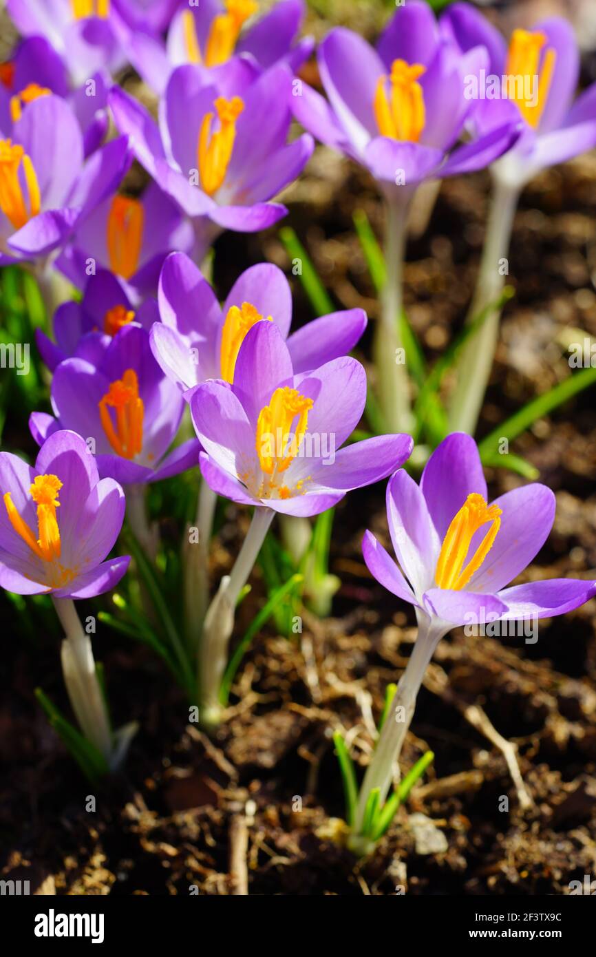 Lila Crocus Vernus Blume spähen durch die Wiese und Mulch im Frühjahr Stockfoto