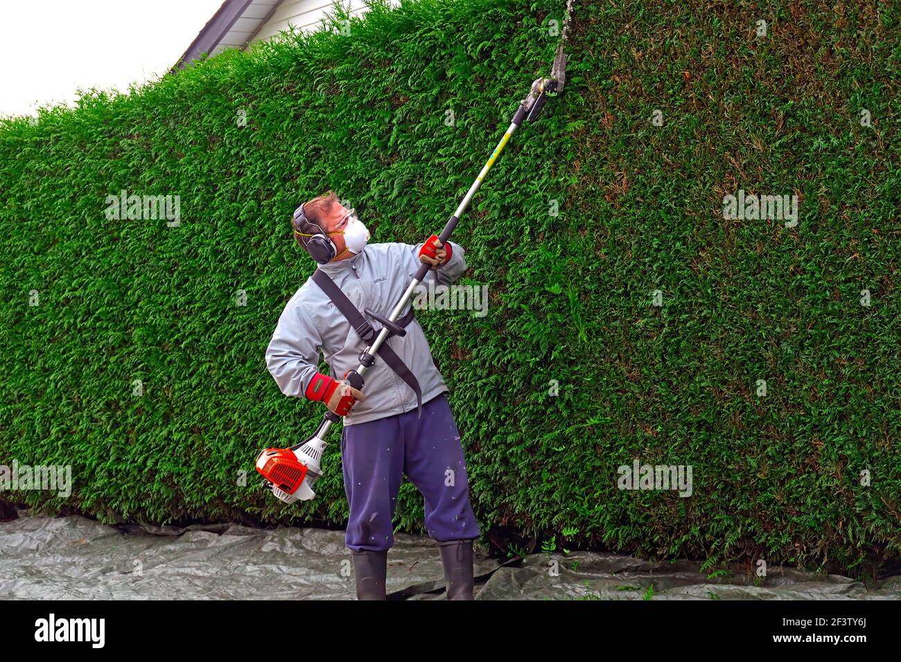 Ein männlicher Gärtner trägt eine Maske, Stacheln und Ohrenschutz, der eine Zedernhecke mit einem lang handhabenen Baumschnitt beschneidet. Lower Mainland, B. C., Kanada. Stock Foto. Stockfoto