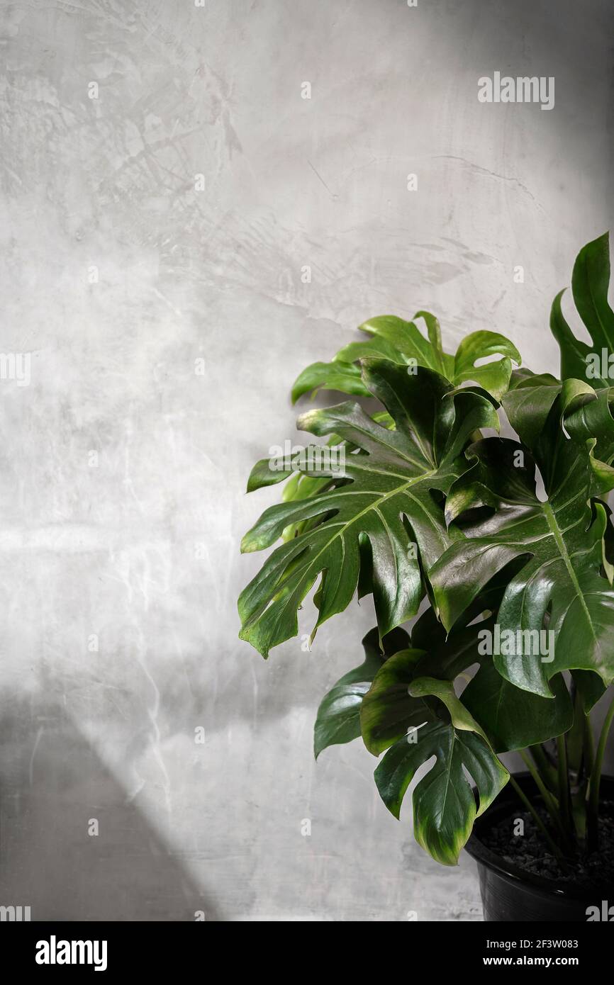 Monstera deliciosa Zimmerpflanze in hellem Sonnenlicht in der Nhe der  Betonwand Mit Kopierbereich Stockfotografie - Alamy