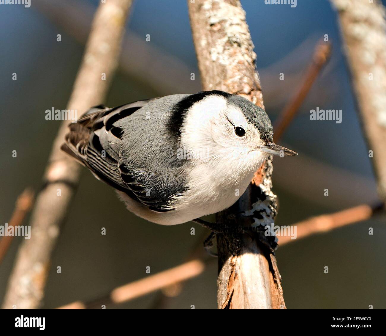 Weiß-gestrahlte Nuthatch Nahaufnahme Profil mit einem unscharfen Hintergrund in seiner Umgebung und Lebensraum thront. Bild. Bild. Hochformat. Foto. Stockfoto