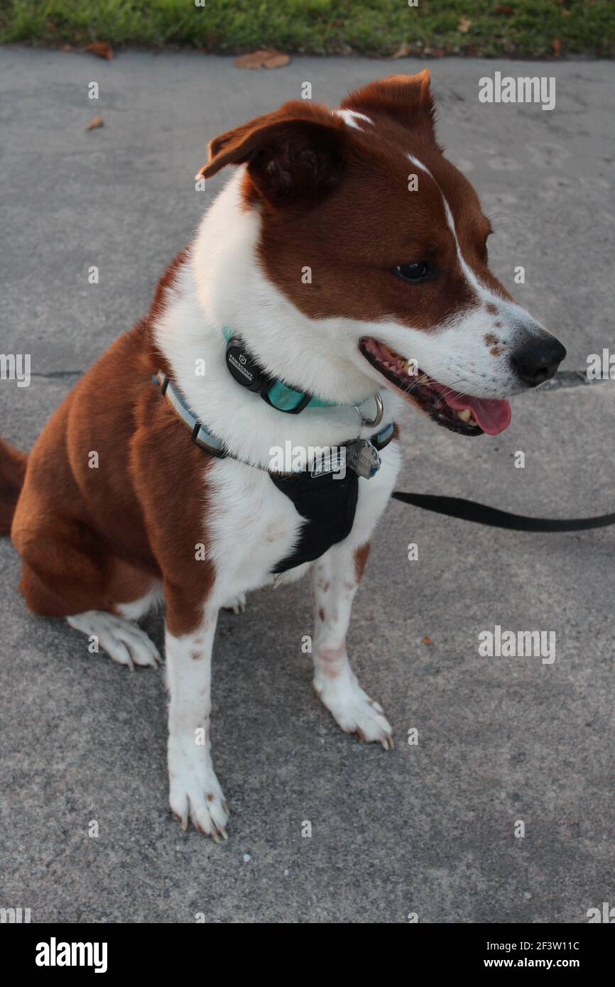Happy Dog sitzt draußen während des Sonnenuntergangs Stockfoto