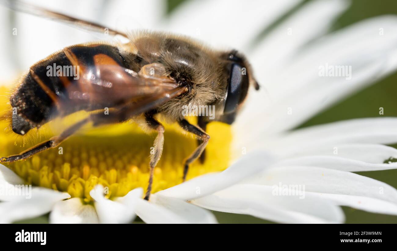 Honigbiene thront auf einer wilden Gänseblümchen Stockfoto