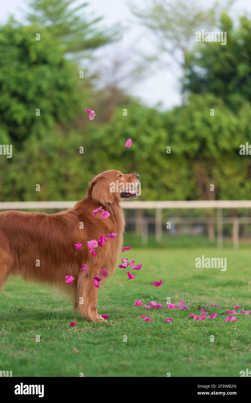 Golden Retriever auf dem Gras mit fallenden Blütenblättern Stockfoto