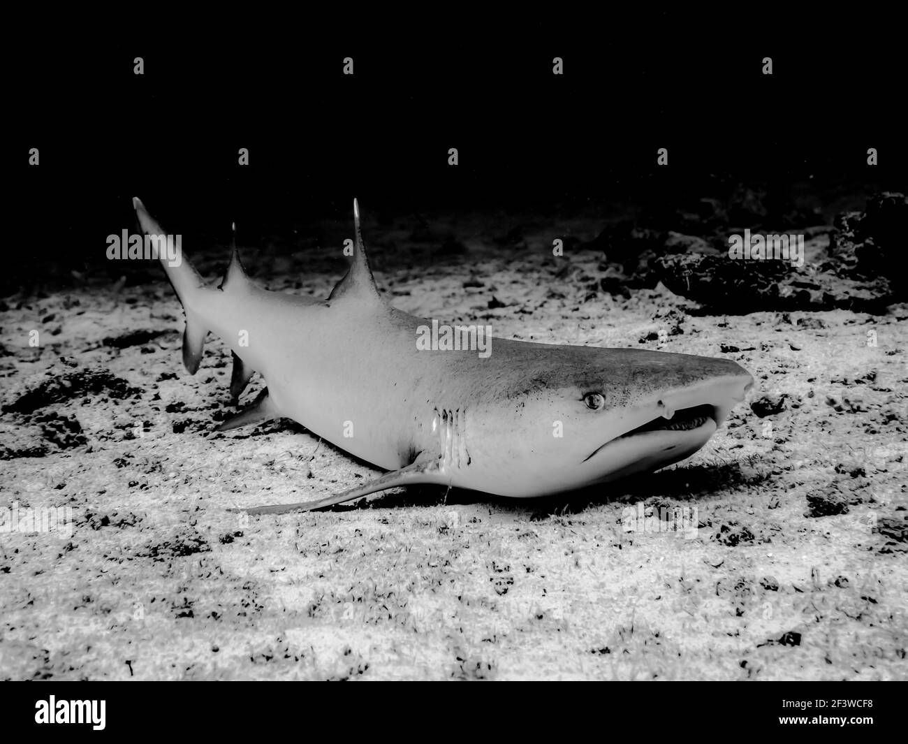 Weißtip Reef Shark am Boden im Indischen Ozean, schwarz-weiß Foto Stockfoto