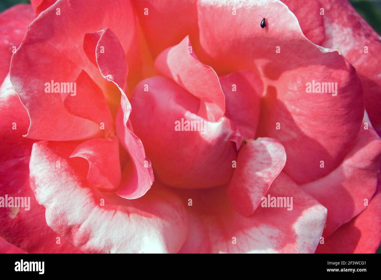 Ein winziger Käfer kriecht über ein Blütenblatt einer miesen Rosenblüte. Stockfoto