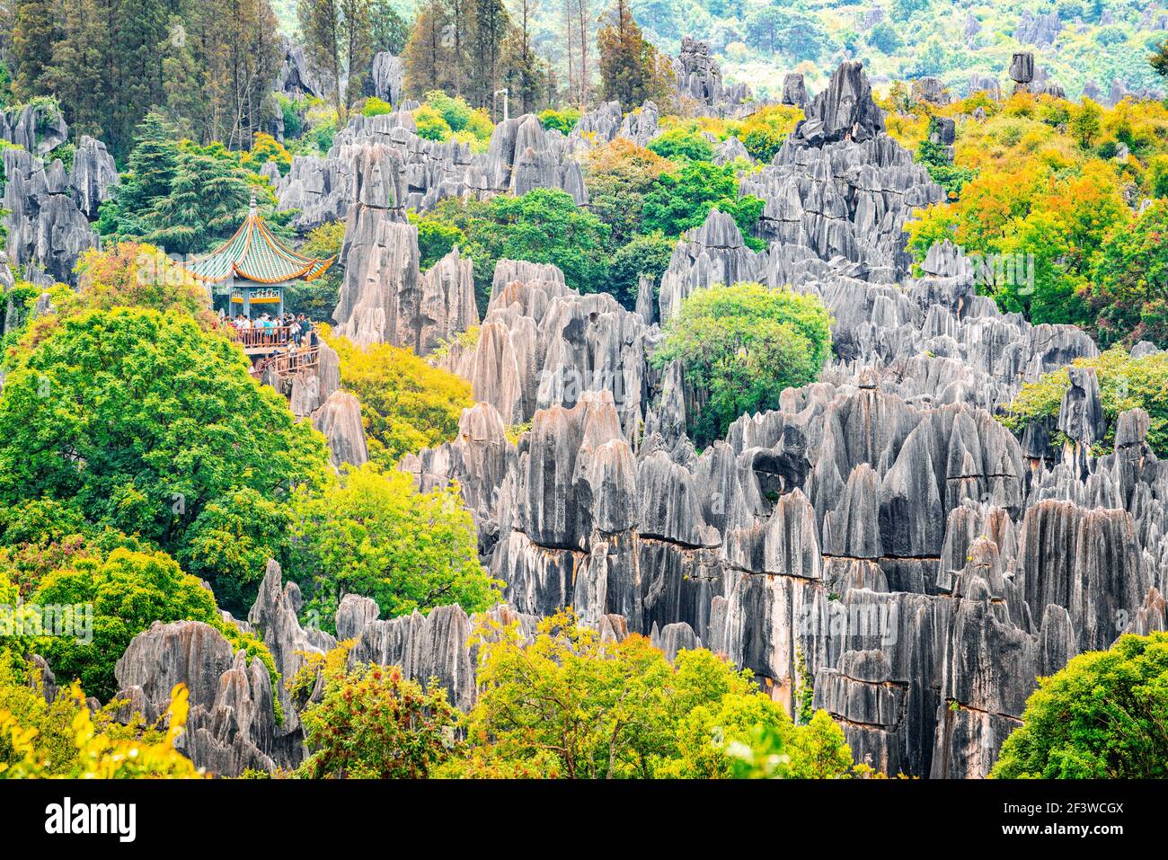 Malerische Aussicht auf Shilin großen Stein Wald mit hellen Herbst Farben in Kunming Yunnan China Stockfoto Malerische Aussicht auf Shilin großen Stein Wald mit hellen Herbst Farben in Kunming Yunnan China Stockfoto
