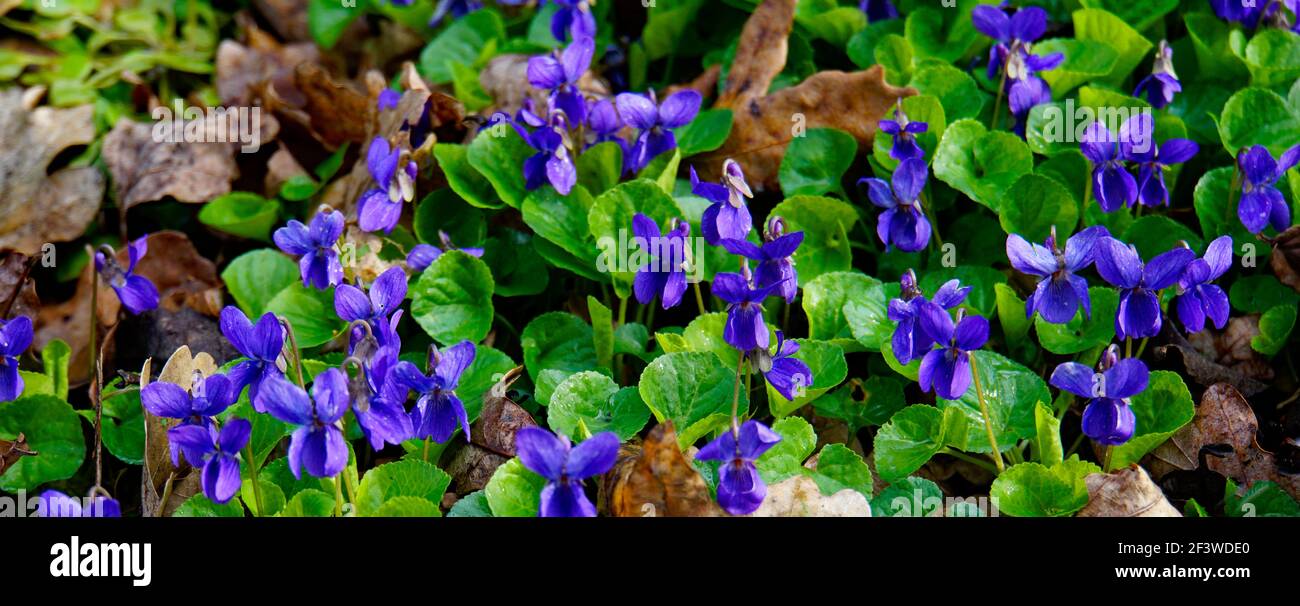 Duftende Viola odorata wächst in der freien Natur. Holz violett , süß violett, Englisch violett, gemein violett, Floristen violett, Garten violett Stockfoto