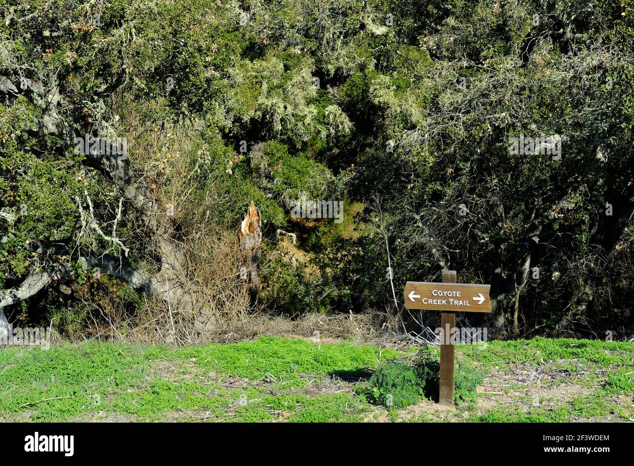 Holzcoyote Creek Trail Schild an der Holman Ranch in Carmel Valley, Kalifornien, USA; Wanderwegmarkierung und Schild. Stockfoto