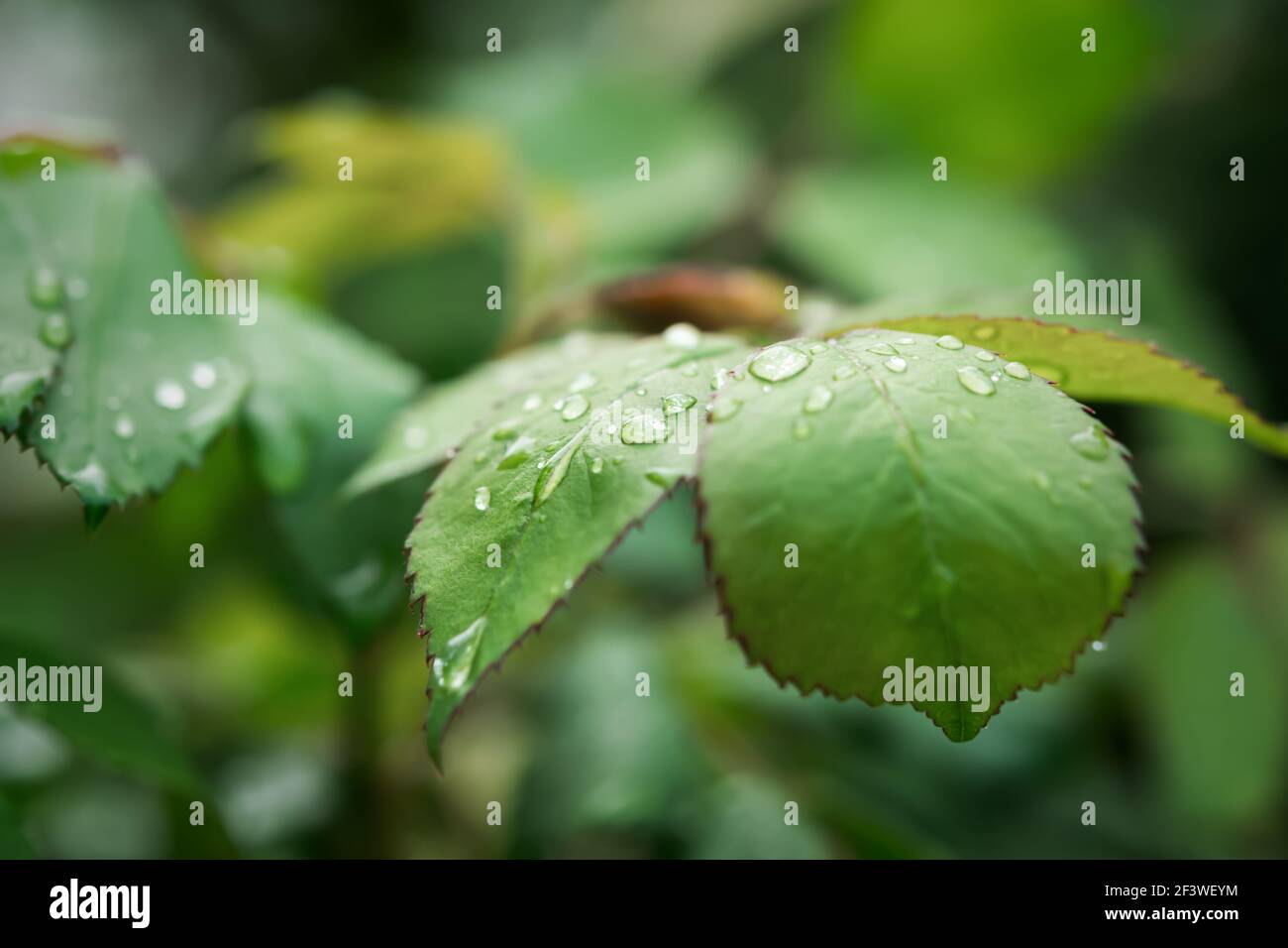 Grüne Rose Blatt Makro Tau Tropfen. Sommer natürlicher Hintergrund. Das Konzept der morgendlichen Frische, neues Leben, heilendes Wasser. Kühler Sommerregen. Zusammenfassung gree Stockfoto