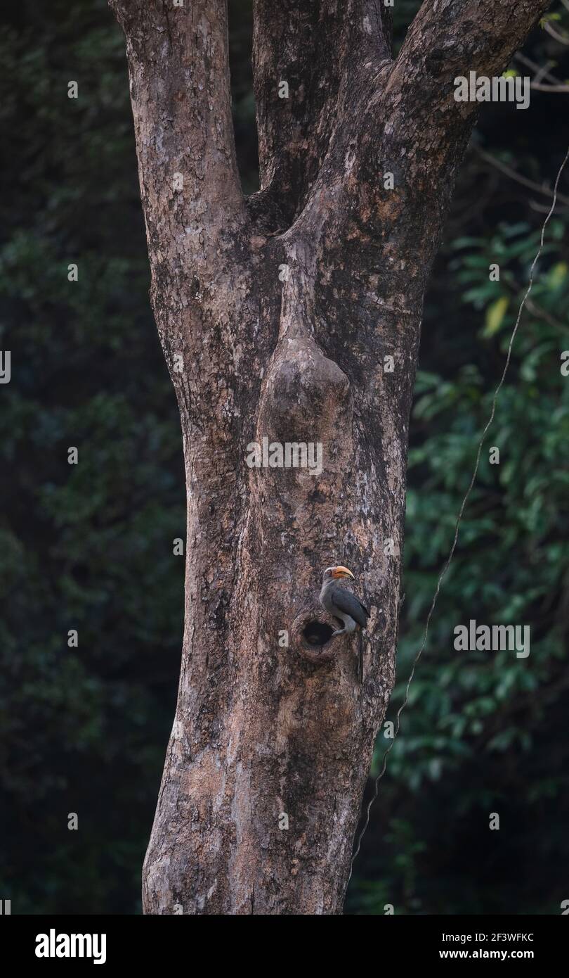 Malabar grauer Hornschnabel mit fütterndem Baby auf einem hohen Baum Im grünen Dschungel Stockfoto