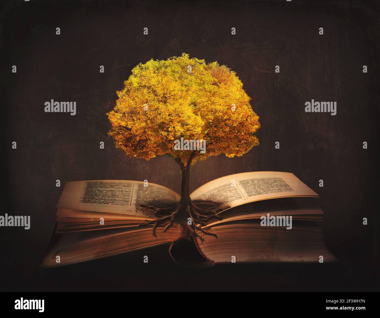 Buch des Lebens, des Wissens, der Weisheit - alter Baum und seine Wurzeln  auf den offenen Seiten eines magischen Buches Stockfotografie - Alamy