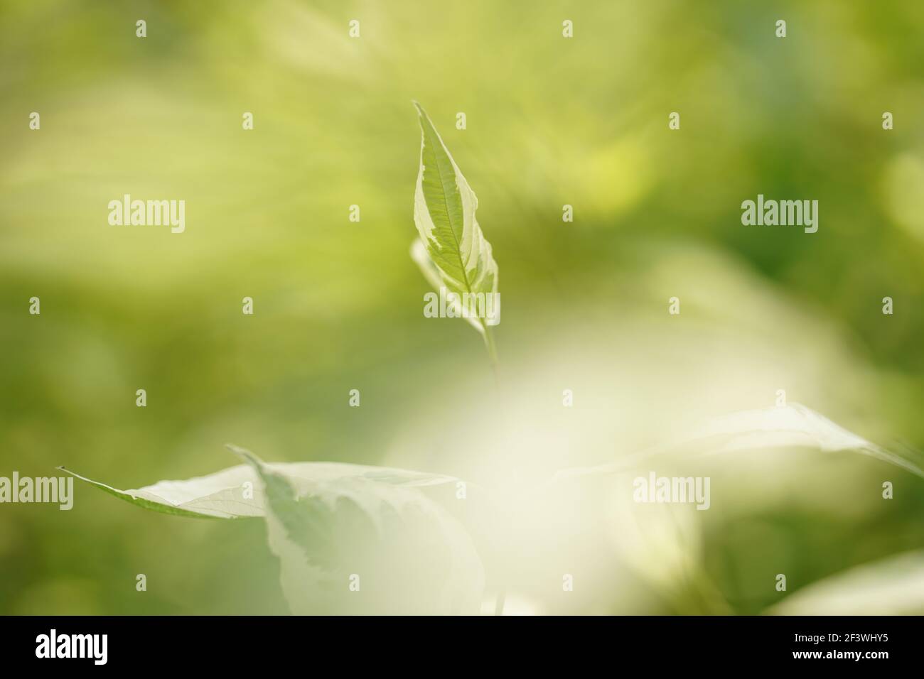 Frühling heller Hintergrund, frisches Blatt auf einem unscharfen Hintergrund im Garten. Hochwertige Fotos Stockfoto