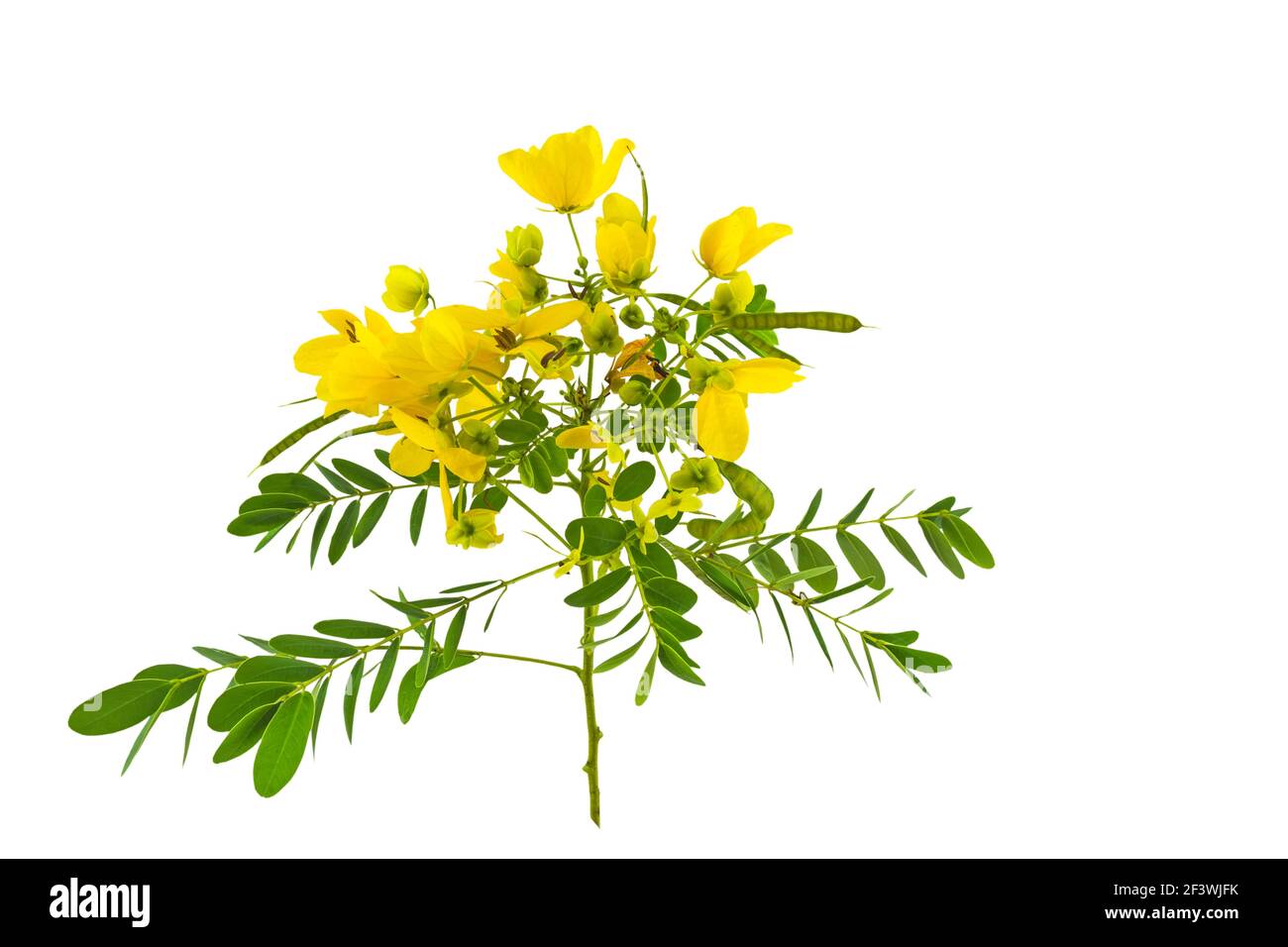 Geschlossene gelbe Blume American Cassia oder Golden Wonder isoliert auf weißem Hintergrund.gespeichert mit Clipping Pfad. Stockfoto