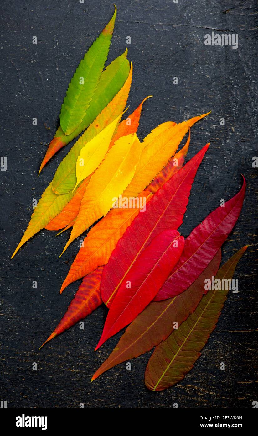 Bunte Herbst Blatt Hintergrund. Herbst Blätter Palette Stockfoto