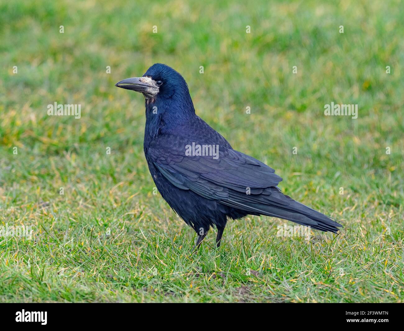 Saatkrähe Corvus frugilegus Fütterung im Grünland Ostküste Norfolk Stockfoto