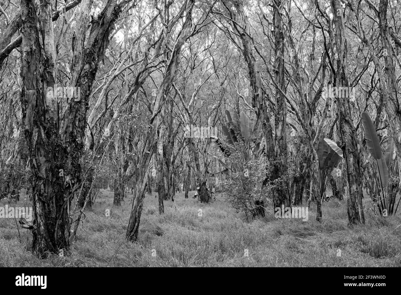 In und zwischen einem sumpfigen melaleuca Wald, Papierrinde Bäume Stockfoto