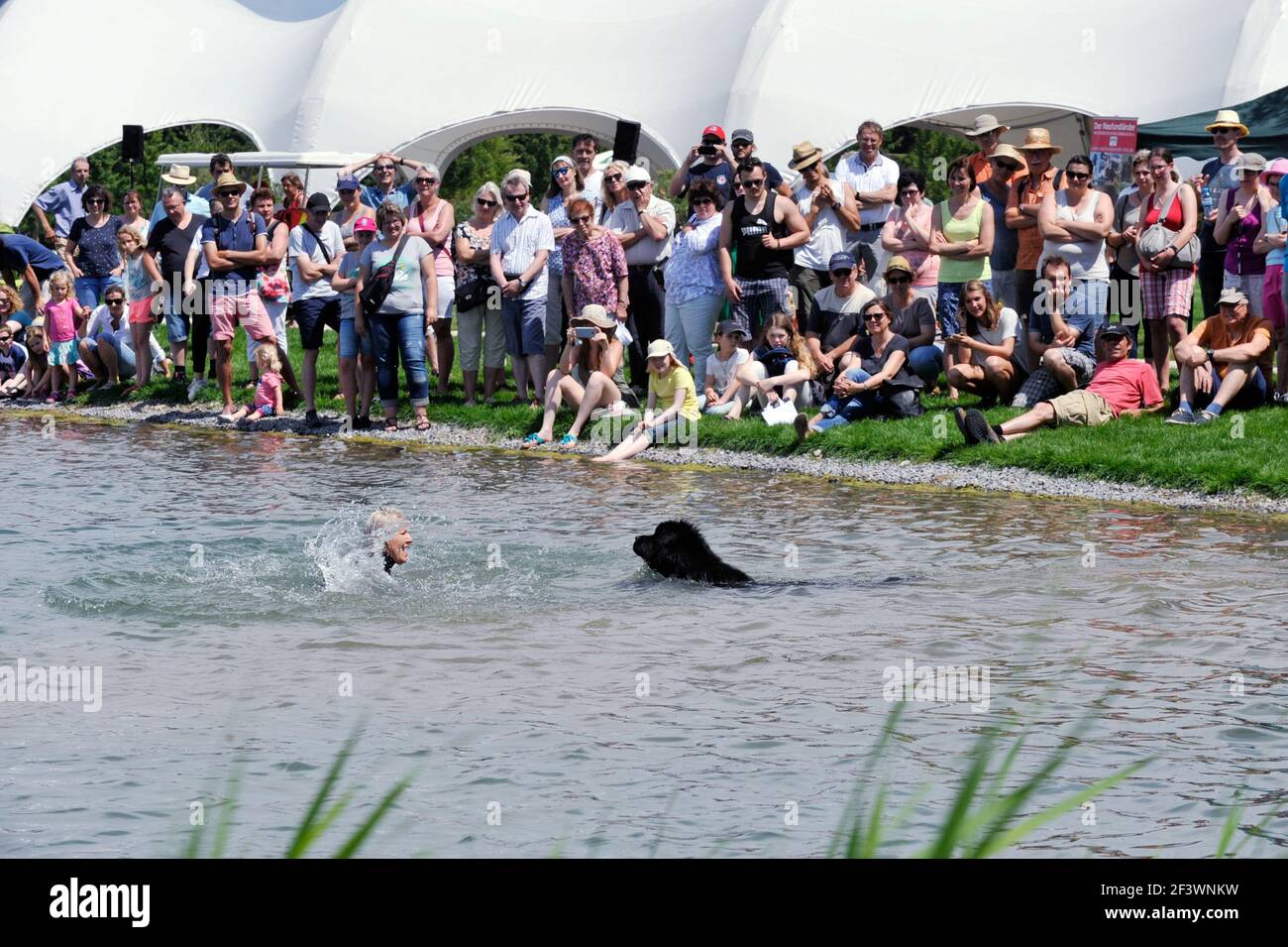 Lahr, Tag des Hundes auf der Landesgartenschau: Eine Schau mit Neufundländern (im Wasser) als Retter. Stockfoto