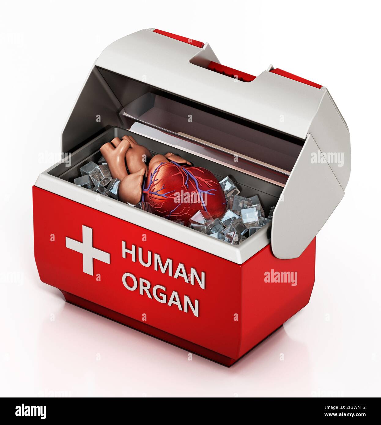 Menschliches Herz in Box isoliert auf weißem Hintergrund. 3D Abbildung. Stockfoto
