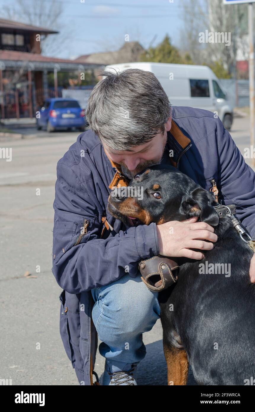 Das lang erwartete Treffen des Hundes und des Besitzers nach einer langen Trennung. Ein grauer Mann mittleren Alters umarmt eine Rottweilerin mitten im Frühling Stockfoto