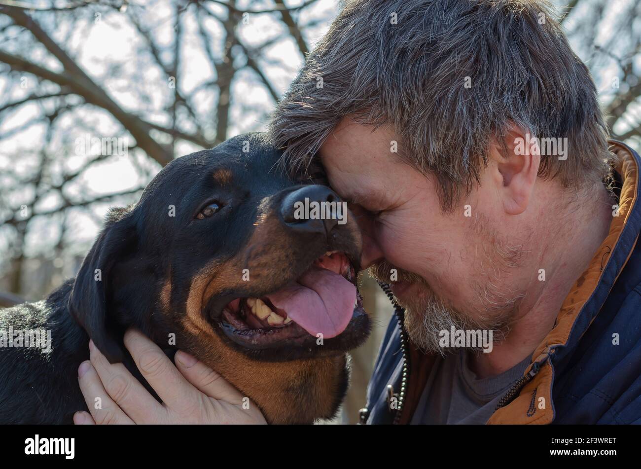 Emotionales Porträt eines grizzled Mann, der sein Haustier vermisst. Das lang erwartete Treffen des Hundes und des Besitzers nach einer langen Trennung. Hunderasse Rottweil Stockfoto