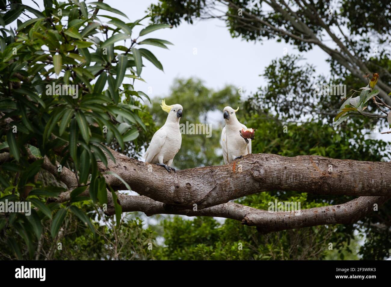 Zwei Schwefel-Haubenkakadus in Australien, die der Kamera gegenüberstehen, nachdem sie eine ganze Passionsfrucht gegessen haben, die in ihren Krallen gehalten wurde. Stockfoto