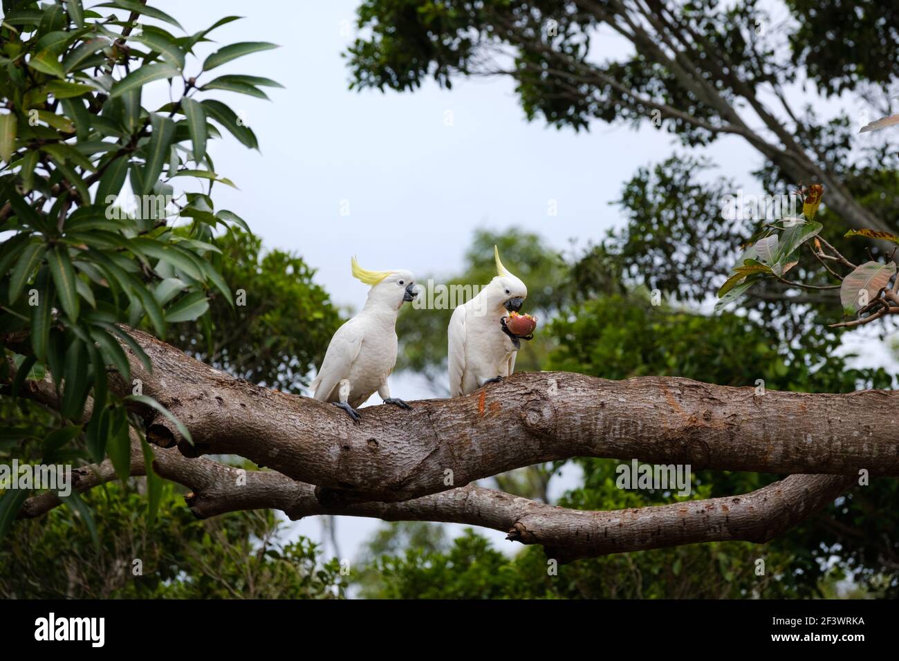 Zwei australische einheimische Kakadus mit Schwefelhaubenfell auf einem Mangobaum. Ein Vogel frisst eine ganze Passionsfrucht, nachdem er sie aus einer Weinrebe gerissen hat. Das o Stockfoto