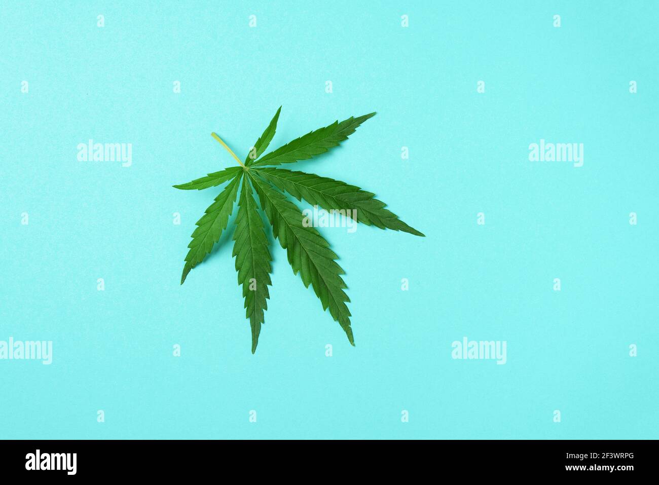 Grünes Hanfblatt auf blauem Hintergrund. Draufsicht, Kopierbereich. Nahaufnahme eines Cannabisblatts Stockfoto