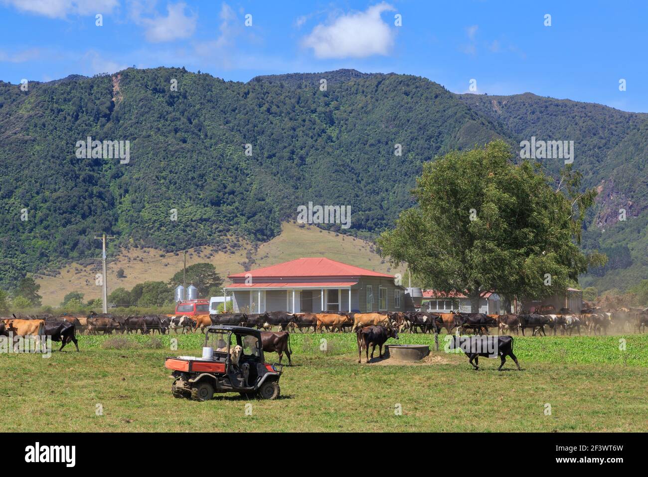 Ländliche Szene in der Region Waikato, Neuseeland. Viehpass vor einem Bauernhaus, mit den Kaimai Bergen im Hintergrund Stockfoto