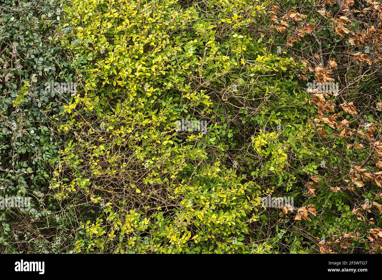 Schöne Pflanzung Hintergrund der Saison ändern Konzept. Von dunkelgrün über hellgrün mit gelben Tönen bis zu braunen Herbstblättern, Dublin, Irland Stockfoto