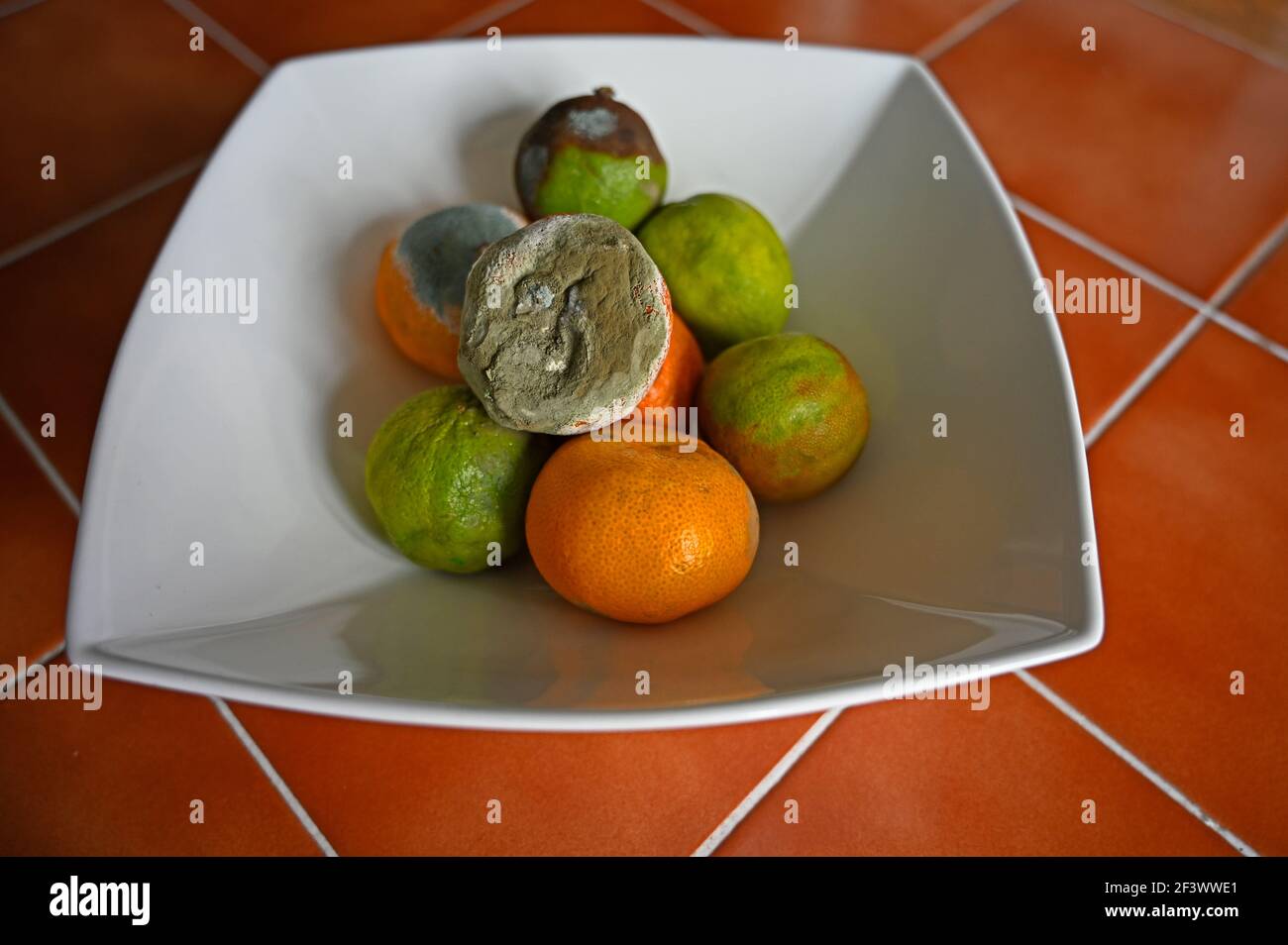 Schimmel auf clementine -Fotos und -Bildmaterial in hoher Auflösung – Alamy