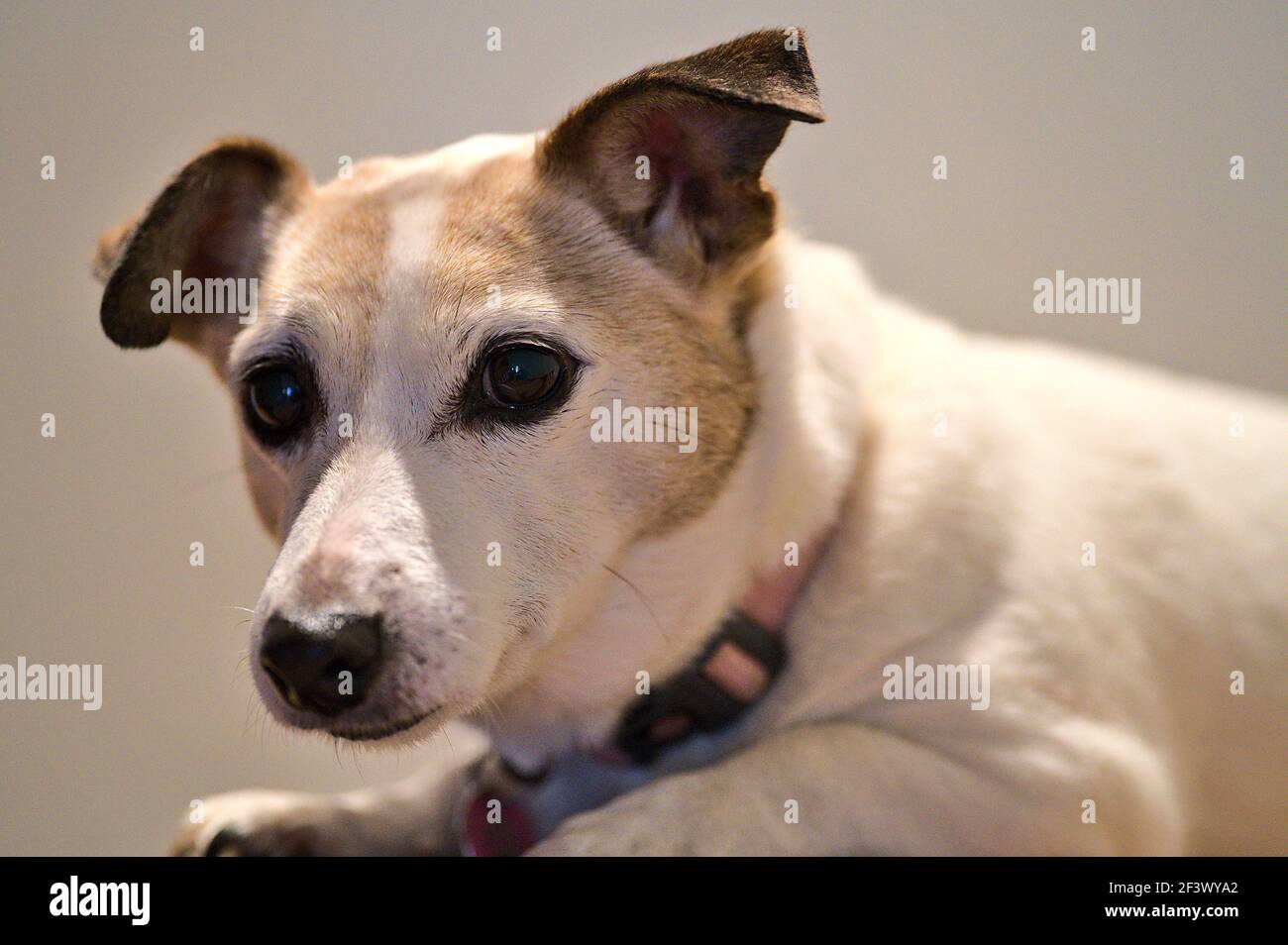 Schöne Nahaufnahme von niedlichen Jack Russell Terrier Hund auf Treppen liegen. Sehr trauriger Hund. Hunde Augen und Ohren. Tierische Emotionen Stockfoto