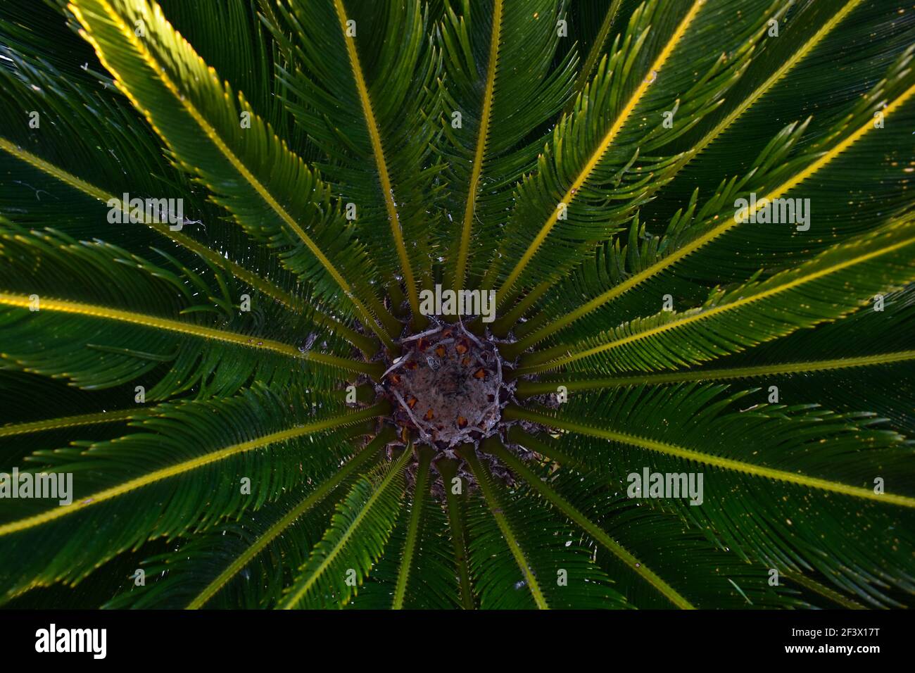 Sagopalme (Cycas revoluta), aus nächster Nähe, den Rahmen füllend, sonnenbeschienenen. Stockfoto