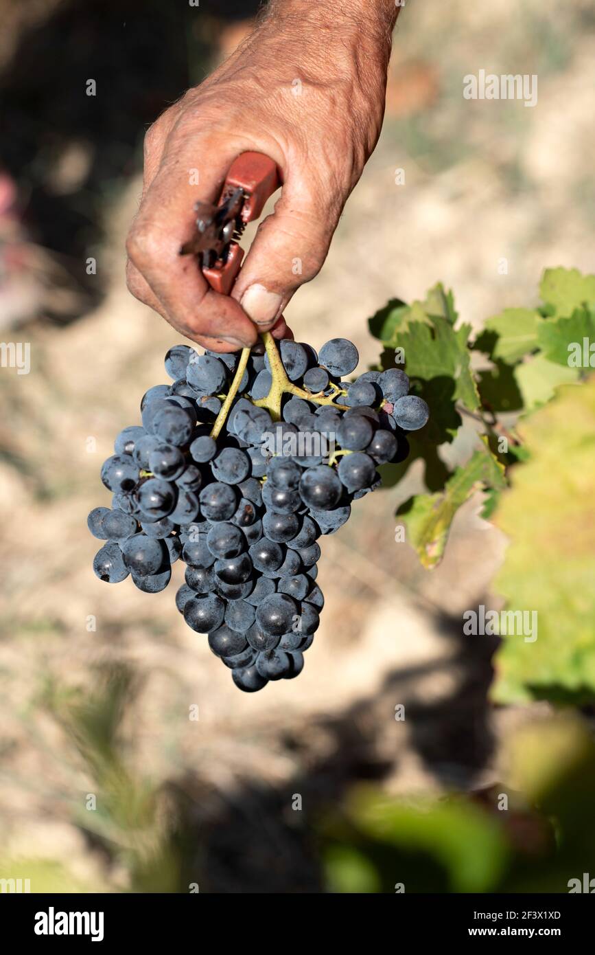 Nahaufnahme der Hand eines Weinbauern, der hält Ein Traubenbündel und eine Schneide während der Hand Ernte Stockfoto